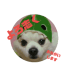 愛息子チロル③（個別スタンプ：2）