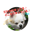 愛息子チロル③（個別スタンプ：17）