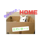 愛息子チロル③（個別スタンプ：18）