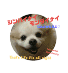 愛息子チロル③（個別スタンプ：25）