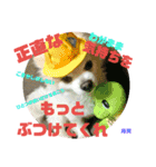 愛息子チロル③（個別スタンプ：29）