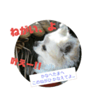 愛息子チロル③（個別スタンプ：34）