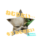 愛息子チロル③（個別スタンプ：35）