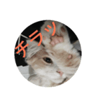 家猫達2（個別スタンプ：1）