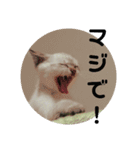 家猫達2（個別スタンプ：10）