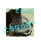 家猫達2（個別スタンプ：12）