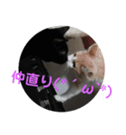 家猫達2（個別スタンプ：13）