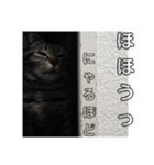 家猫達2（個別スタンプ：14）