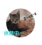 家猫達2（個別スタンプ：15）