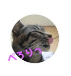 家猫達2（個別スタンプ：16）
