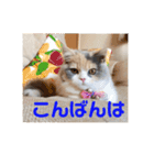 スコのレイちゃん(Vol.1)（個別スタンプ：3）