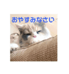 スコのレイちゃん(Vol.1)（個別スタンプ：4）