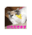 スコのレイちゃん(Vol.1)（個別スタンプ：5）