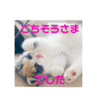 スコのレイちゃん(Vol.1)（個別スタンプ：6）