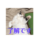スコのレイちゃん(Vol.1)（個別スタンプ：7）