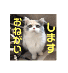 スコのレイちゃん(Vol.1)（個別スタンプ：8）