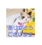 スコのレイちゃん(Vol.1)（個別スタンプ：9）
