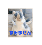 スコのレイちゃん(Vol.1)（個別スタンプ：10）