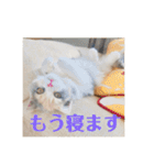 スコのレイちゃん(Vol.1)（個別スタンプ：11）