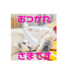 スコのレイちゃん(Vol.1)（個別スタンプ：12）