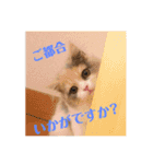 スコのレイちゃん(Vol.1)（個別スタンプ：13）