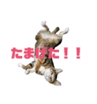 おいらくんのお友達3（個別スタンプ：16）