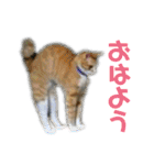 おいらくんのお友達3（個別スタンプ：17）
