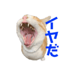 おいらくんのお友達3（個別スタンプ：28）
