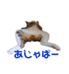 おいらくんのお友達3（個別スタンプ：32）