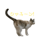 おいらくんのお友達3（個別スタンプ：37）