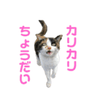おいらくんのお友達3（個別スタンプ：38）