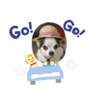 ミックス犬キナゴーと仲間たち第2弾（個別スタンプ：1）