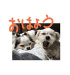 ミックス犬キナゴーと仲間たち第2弾（個別スタンプ：2）