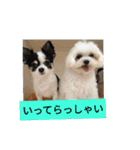 ミックス犬キナゴーと仲間たち第2弾（個別スタンプ：3）