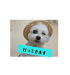 ミックス犬キナゴーと仲間たち第2弾（個別スタンプ：4）