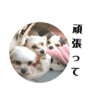 ミックス犬キナゴーと仲間たち第2弾（個別スタンプ：5）