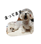 ミックス犬キナゴーと仲間たち第2弾（個別スタンプ：6）