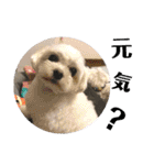 ミックス犬キナゴーと仲間たち第2弾（個別スタンプ：7）