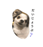 ミックス犬キナゴーと仲間たち第2弾（個別スタンプ：8）