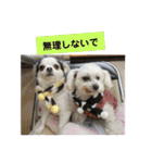 ミックス犬キナゴーと仲間たち第2弾（個別スタンプ：9）