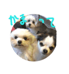 ミックス犬キナゴーと仲間たち第2弾（個別スタンプ：10）
