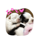 ミックス犬キナゴーと仲間たち第2弾（個別スタンプ：11）