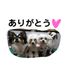 ミックス犬キナゴーと仲間たち第2弾（個別スタンプ：14）