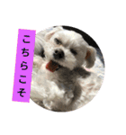 ミックス犬キナゴーと仲間たち第2弾（個別スタンプ：15）