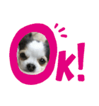 ミックス犬キナゴーと仲間たち第2弾（個別スタンプ：18）