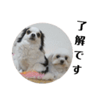 ミックス犬キナゴーと仲間たち第2弾（個別スタンプ：19）