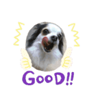 ミックス犬キナゴーと仲間たち第2弾（個別スタンプ：21）