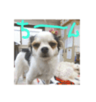 ミックス犬キナゴーと仲間たち第2弾（個別スタンプ：22）