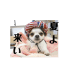 ミックス犬キナゴーと仲間たち第2弾（個別スタンプ：24）