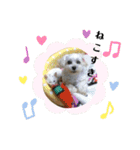ミックス犬キナゴーと仲間たち第2弾（個別スタンプ：25）